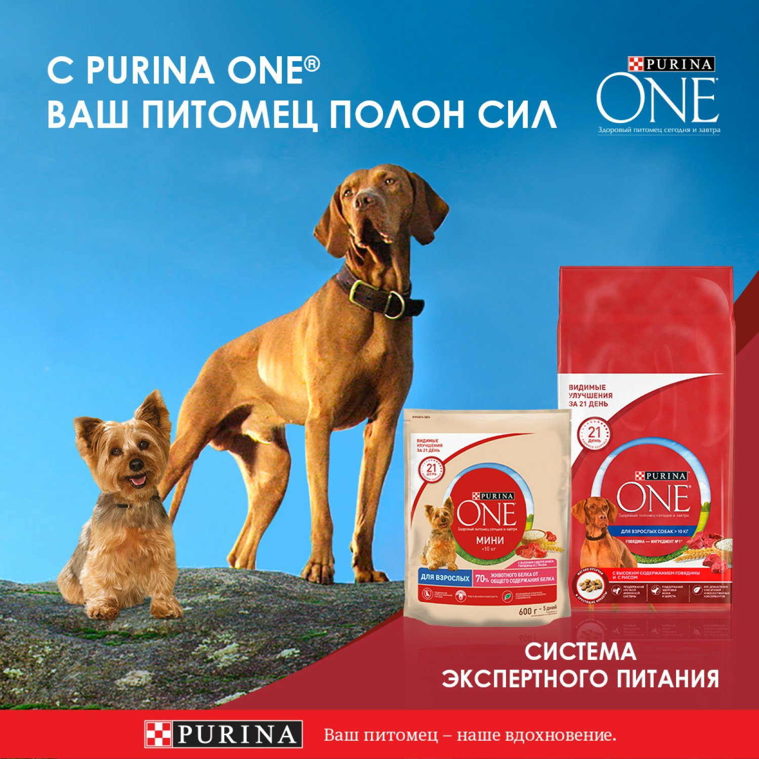 Purina ONE сухой корм для собак мелких и карликовых пород, при склоннности  к набору веса, с индейкой и рисом | Купить в Москве